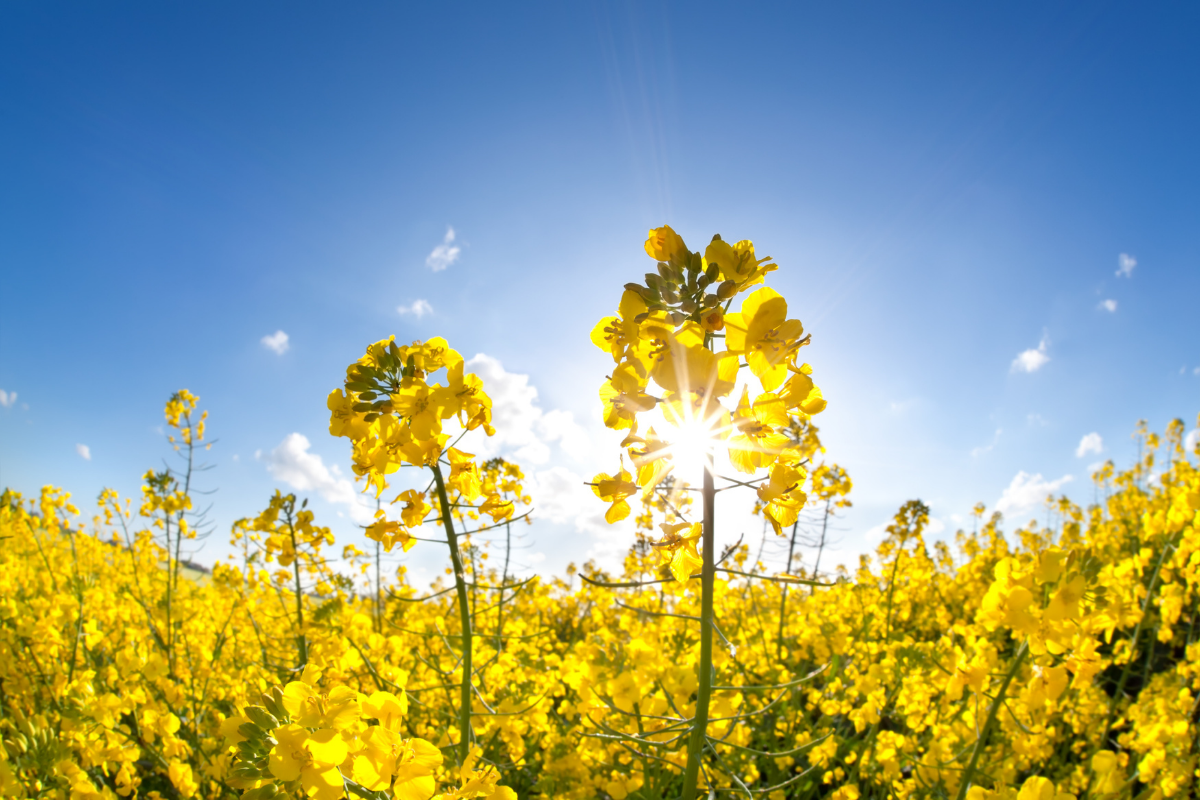 Depression and Vitamin D Deficiency: Are they connected?